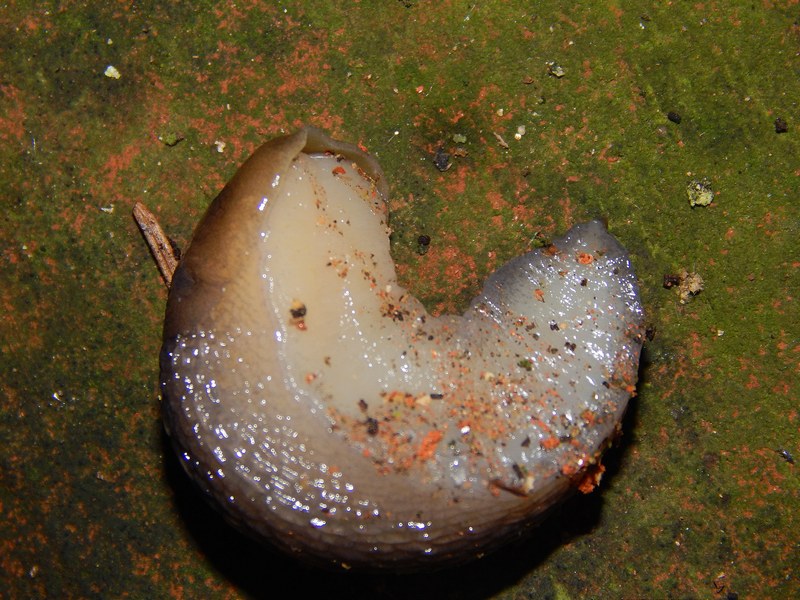 Limax alpinus juv. (?) da Pettinengo (BI)